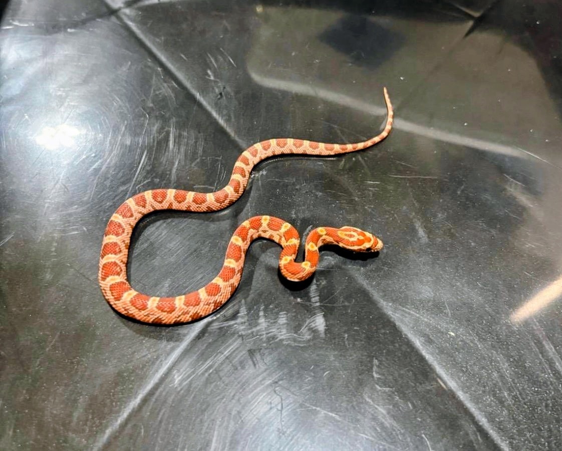 Tessera Corn Snake — Tessera Corn Snake