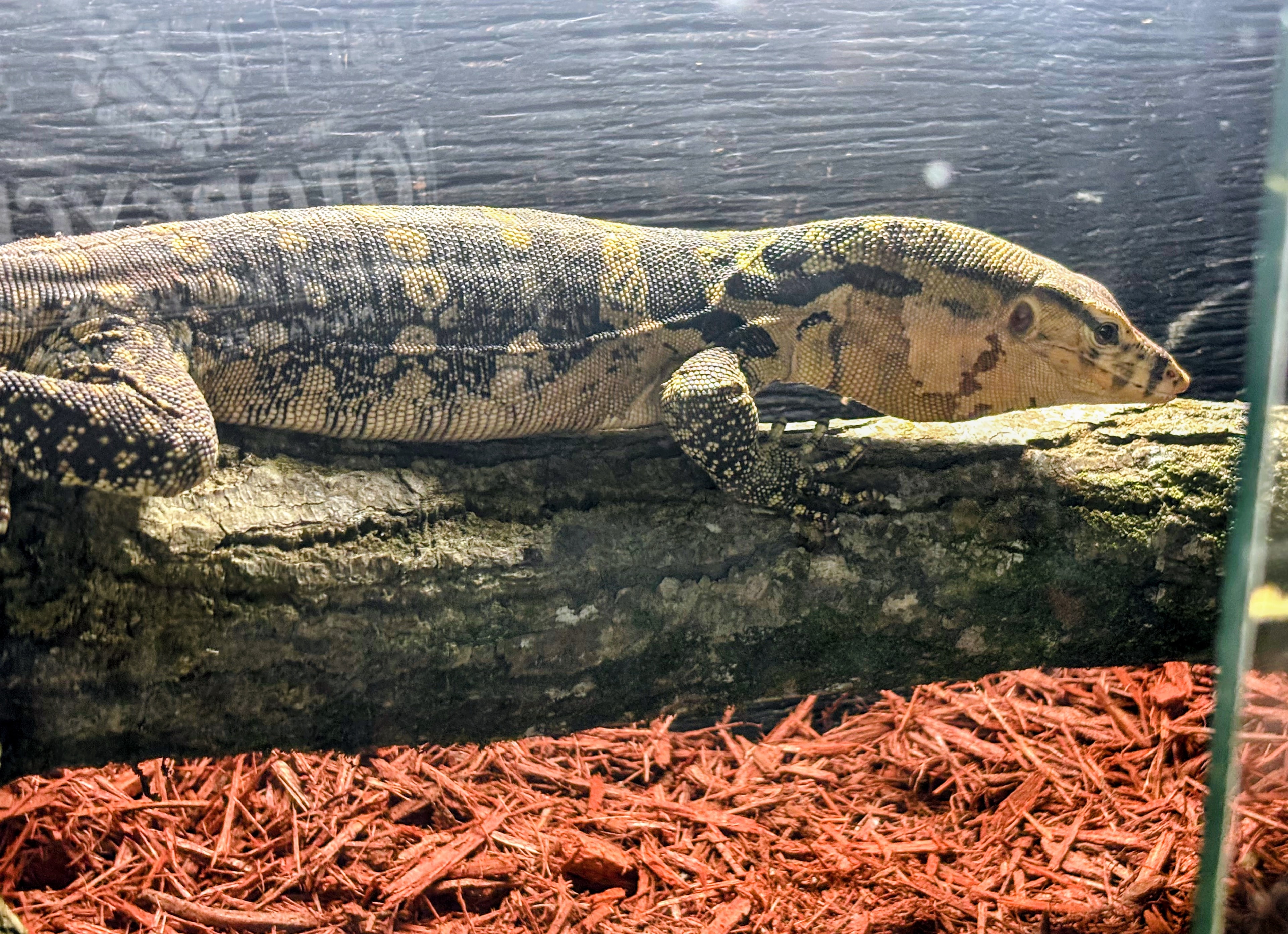 Asian Water Monitor — Monitor Lizard
