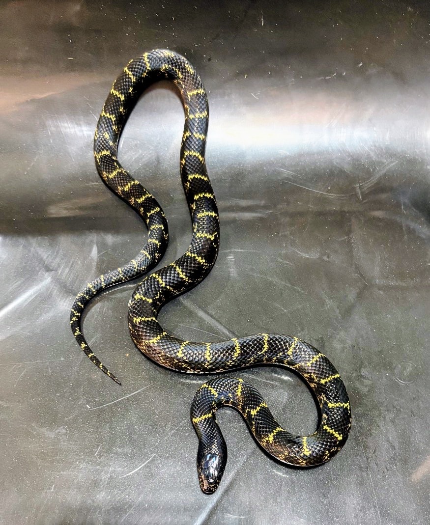California Black Mexican King Snake — King Snake