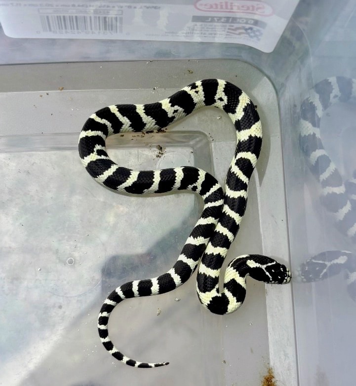 California King Snake 50/50 — King Snake