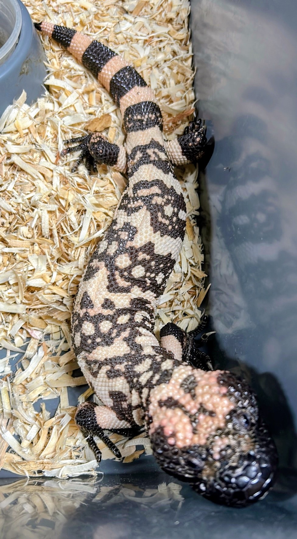 Gila Monster — Heloderma suspectum