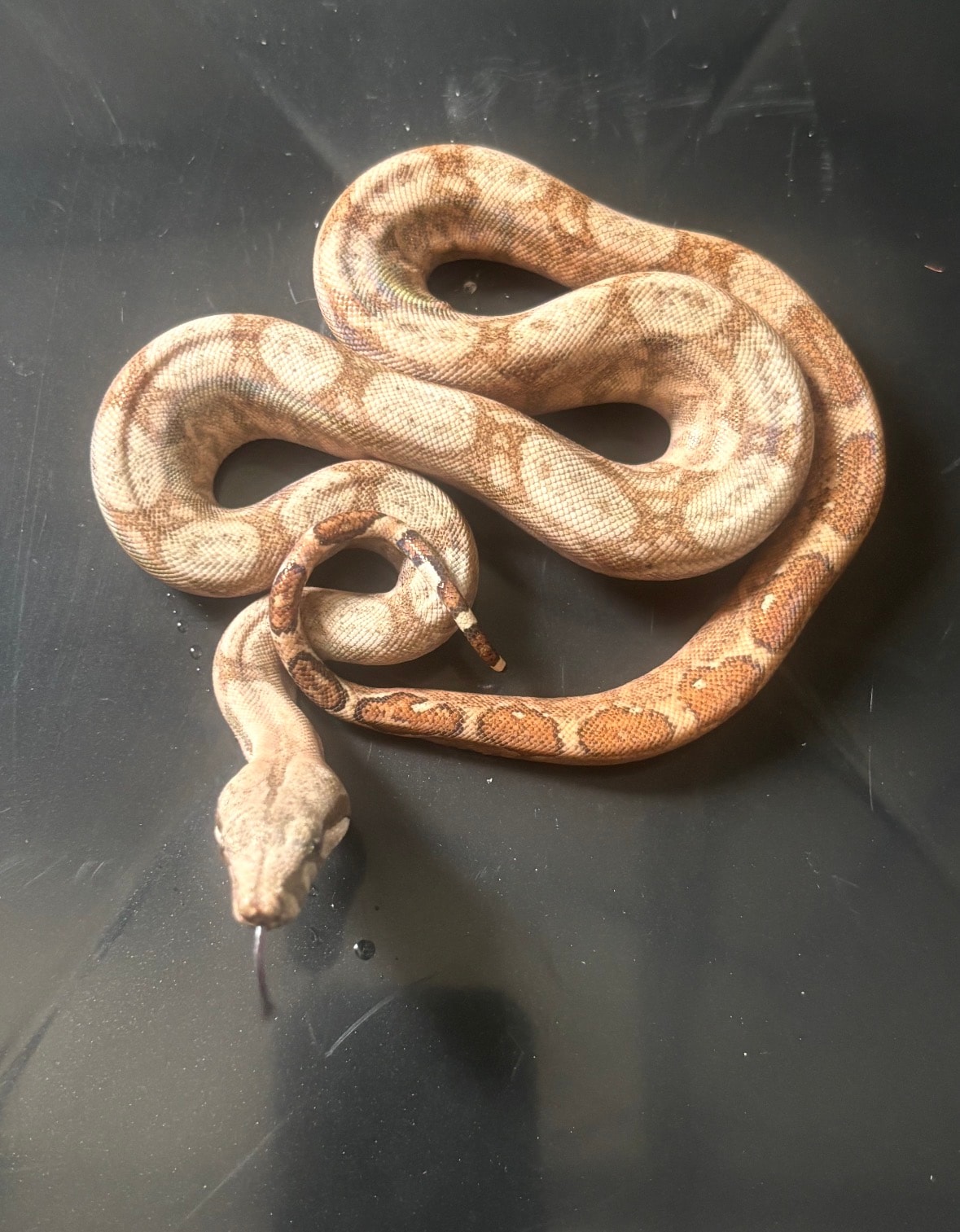 Hog Island Blood — Boa Constrictor