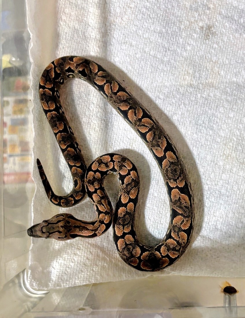 Dumeril's — Boa Constrictor