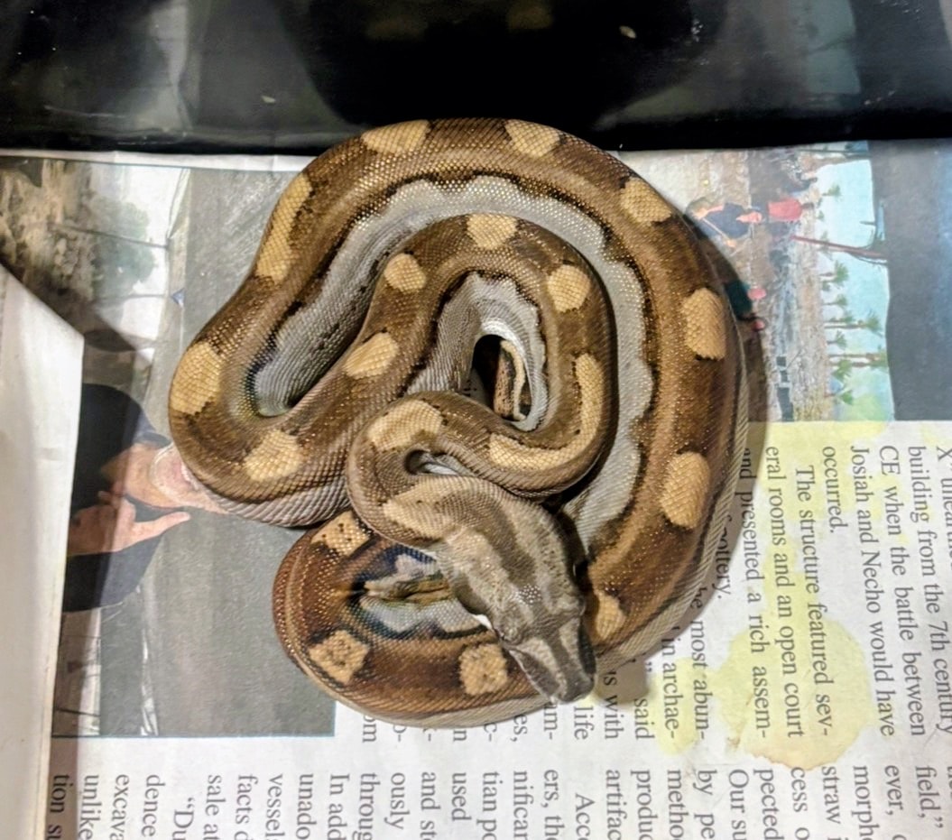 Motley Boa #1 — Motley Boa