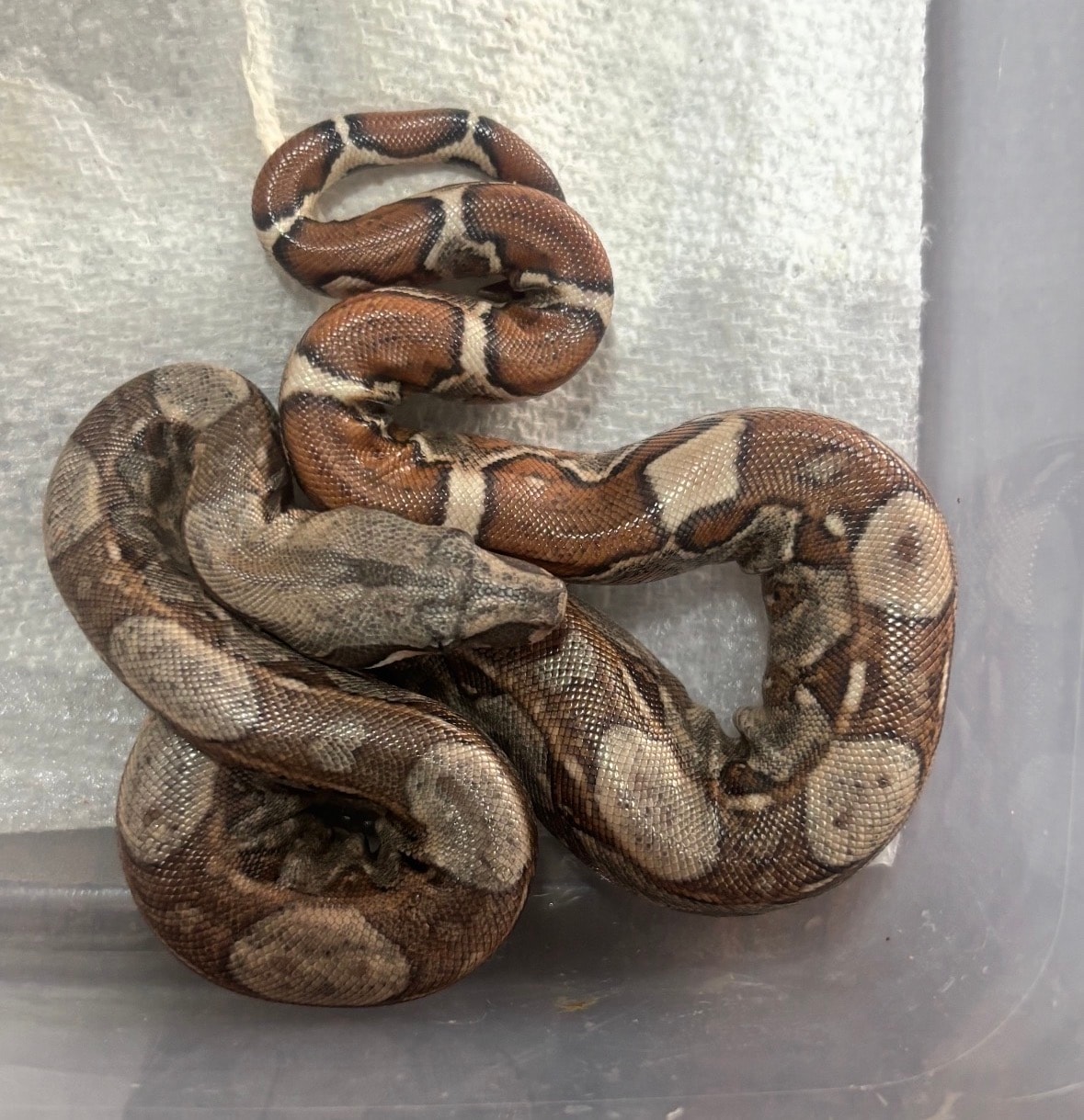 Motley Boa #2 — Motley Boa