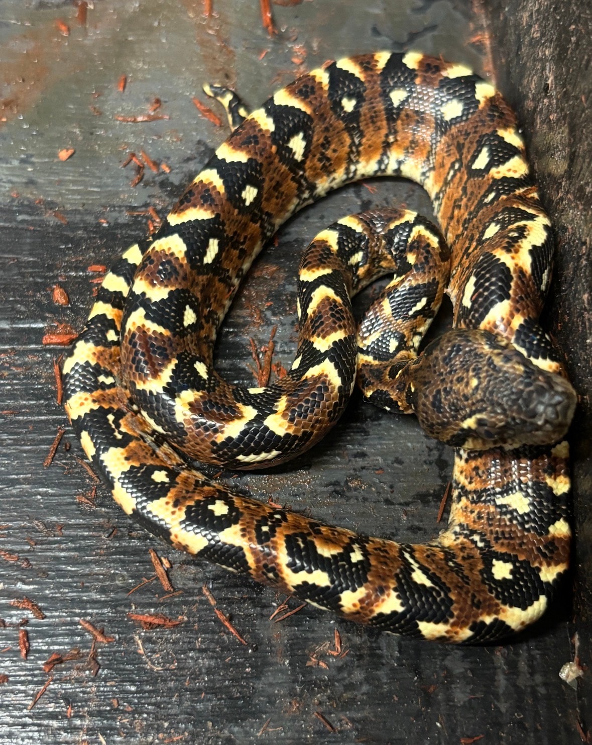 Madagascar Tree Boa — Tree Boa