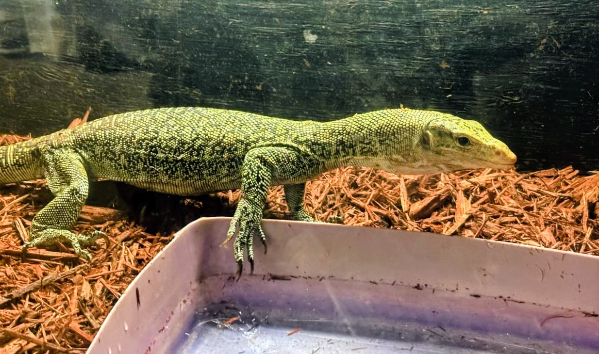 Melinus Monitor — Monitor Lizard