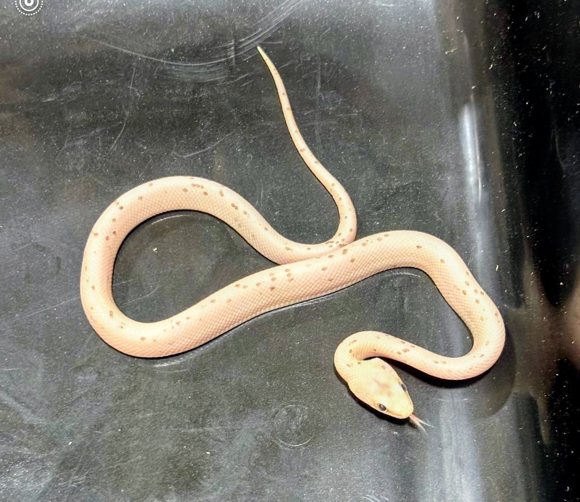 Palmetto Corn Snake — Corn Snake