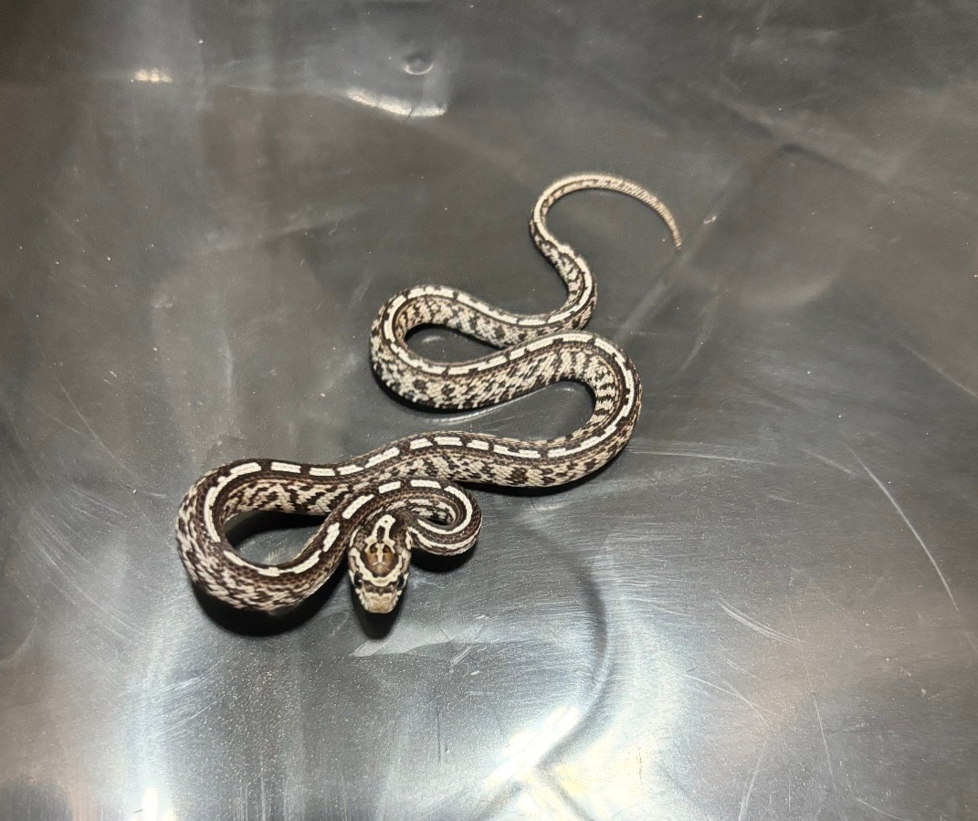 Hypo Miami Corn Snake Het Palmetto — Hypo Miami Corn Snake