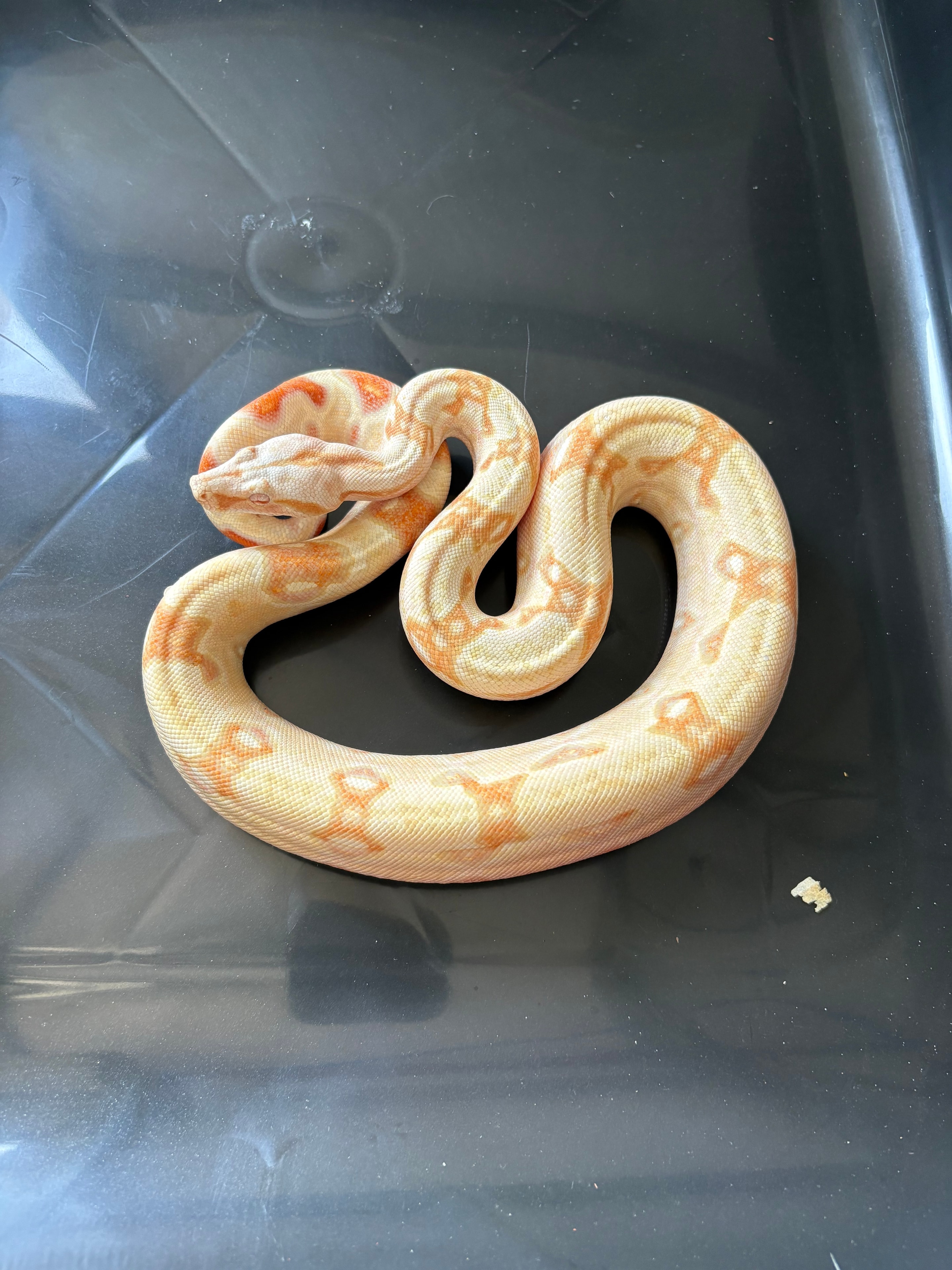 Sunglow — Boa Constrictor