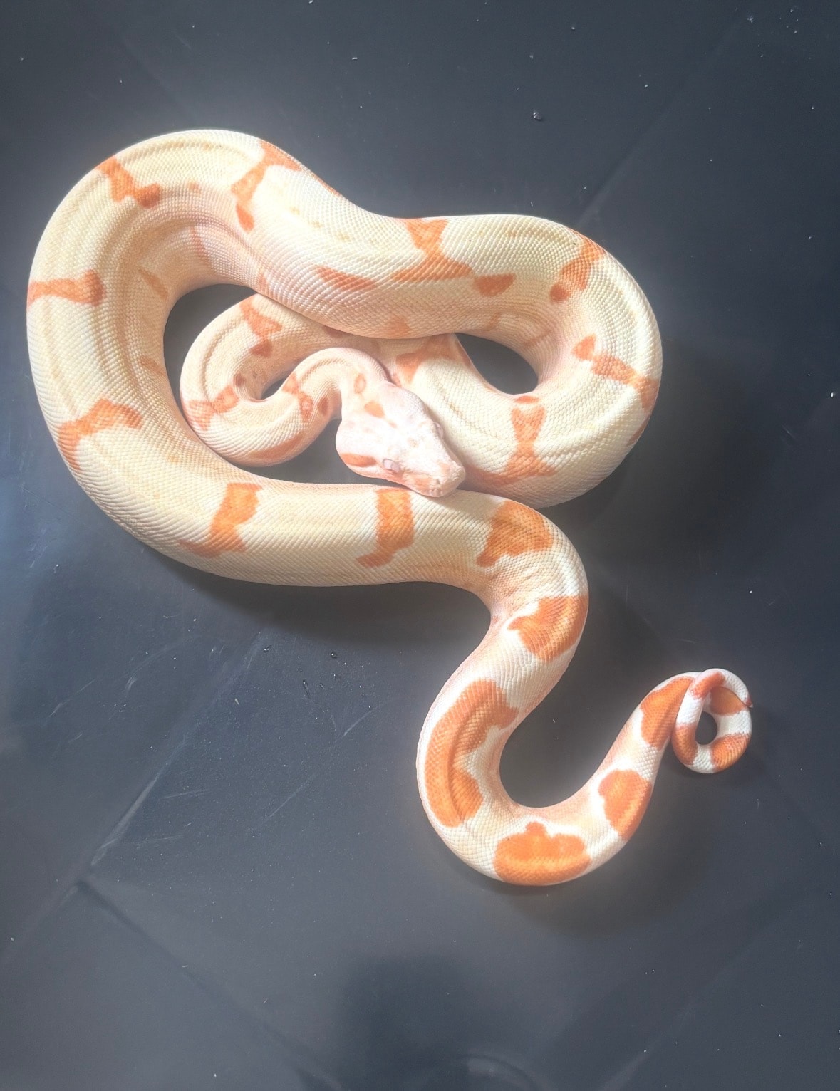 Super Sunglow Boa — Super Sunglow